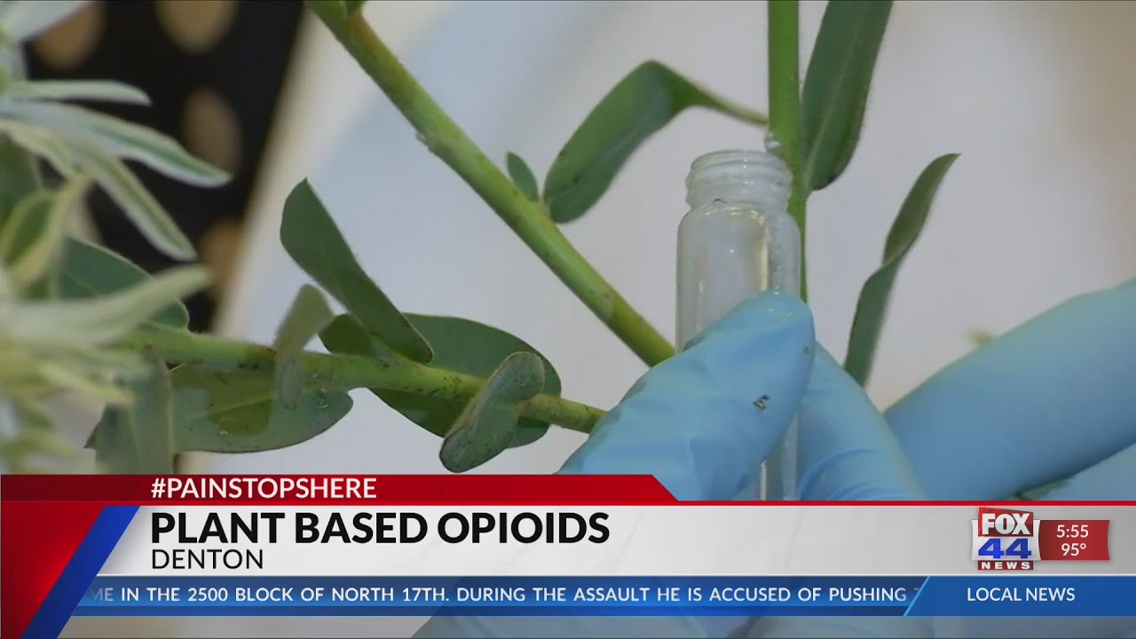 Texas plant has same pain-relieving properties as opioids