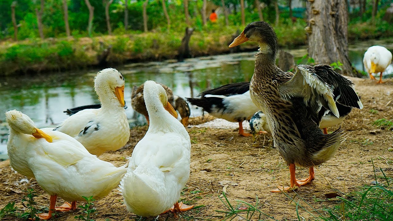 Duck Farming In My Countryside | How Easy Duck Raising In Village