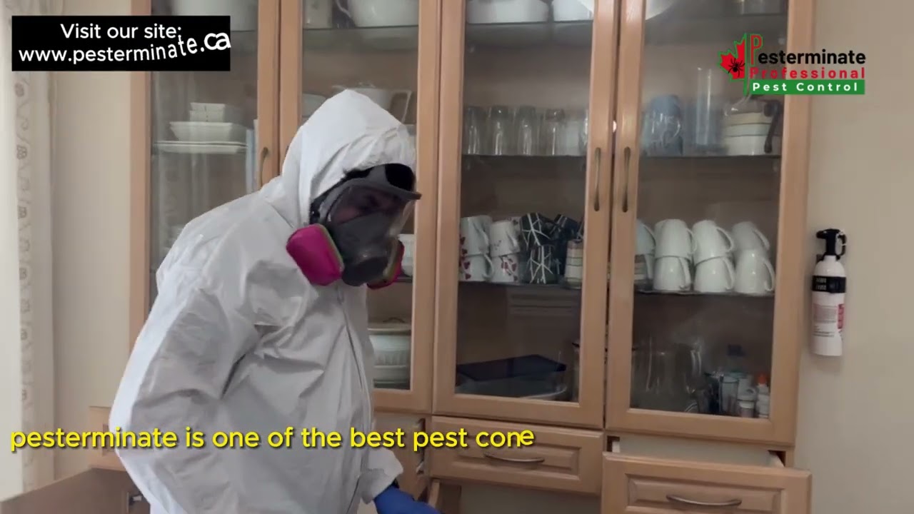 OFFER !! OFFER !! OFFER !! Best pest control service in the Toronto and Scarborough area, Canada.