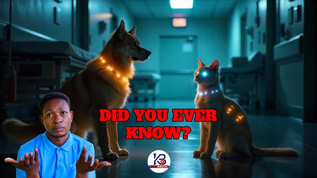 Angel of de@d dark operations revealed.Mystery about cats and dogs you don’t know.