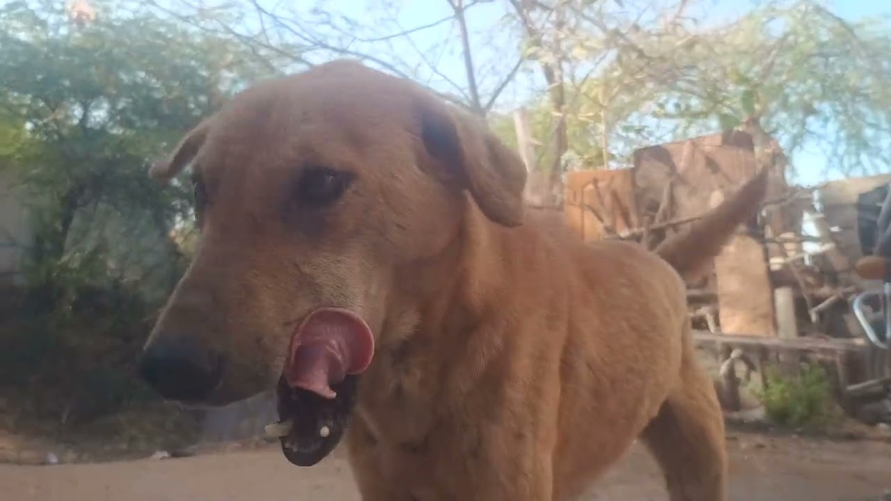 😂😂dekho dekho kya dikha raha he ye #funnydog #dog #funny #video #viral 