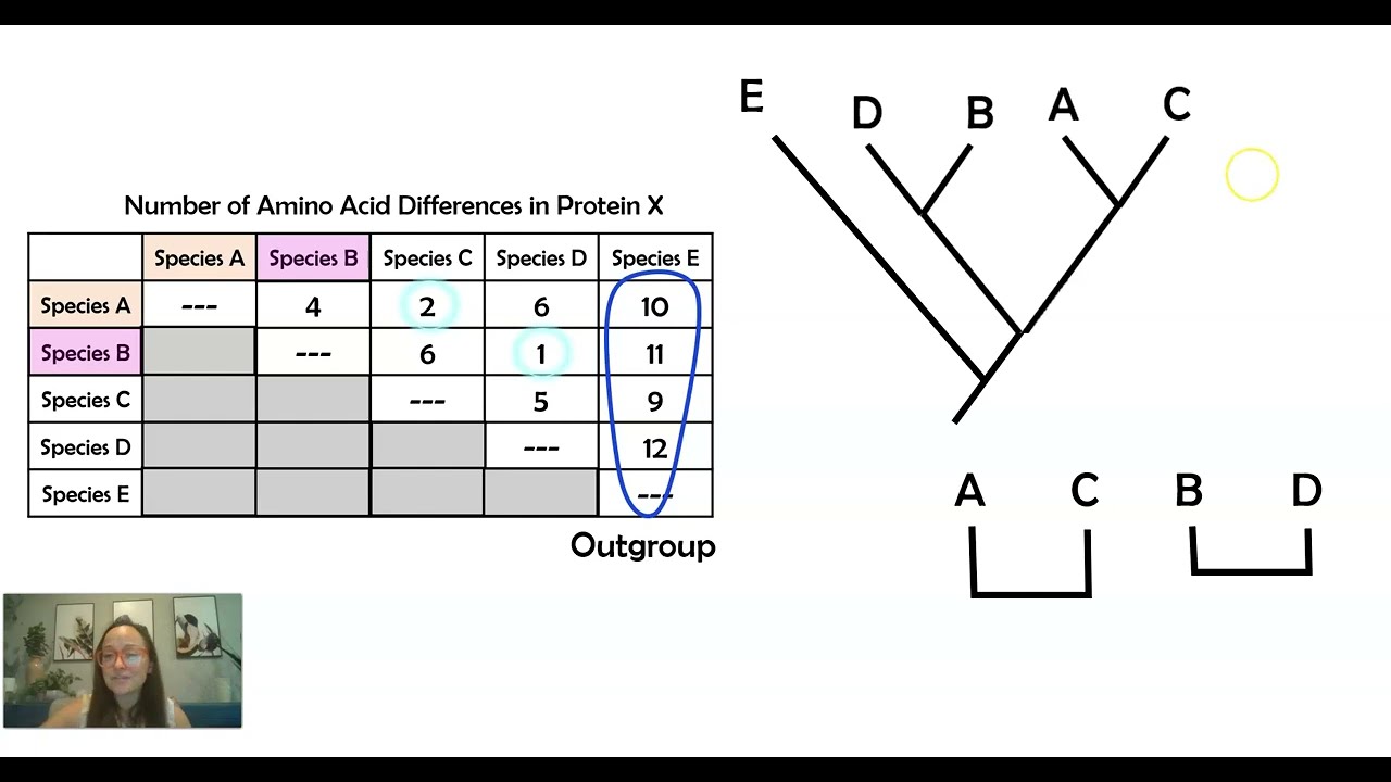 AP Bio Тема 7.9 Часть 2 Построение филогенетических деревьев