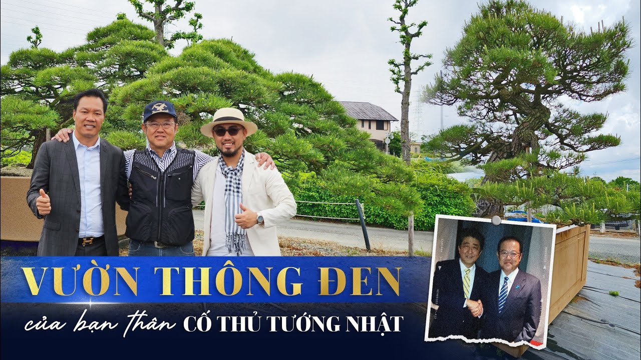 Gặp gỡ Chủ Nhân 15 VƯỜN NHẬT Sở hữu Những Cây Thông QUÝ GIÁ NHẤT THẾ GIỚI!! | NHATO Review