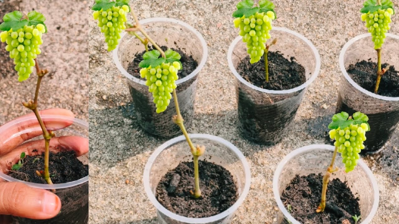 Growing Grapes in Plastic Glasses From Cuttings | Very Easy Method