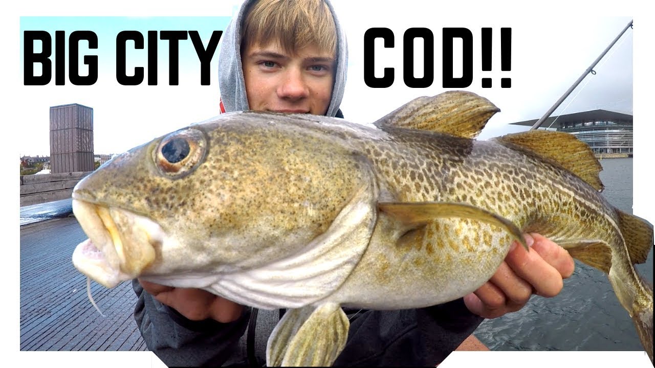 BIG CITY COD!! Streetfishing Copenhagen - W. Nordicfishing.dk