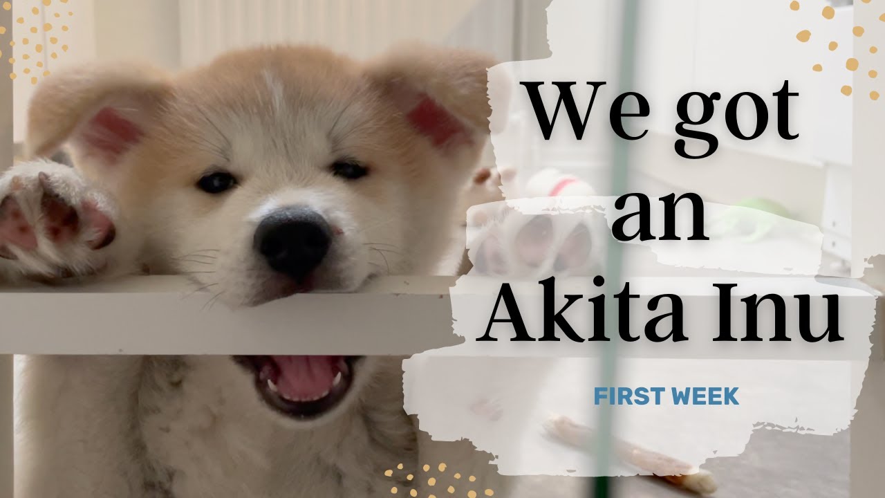We adopted an Akita Inu! His first week