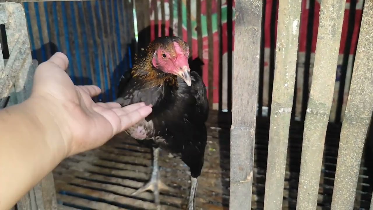 Cara merawat induk betina setelah mengeram