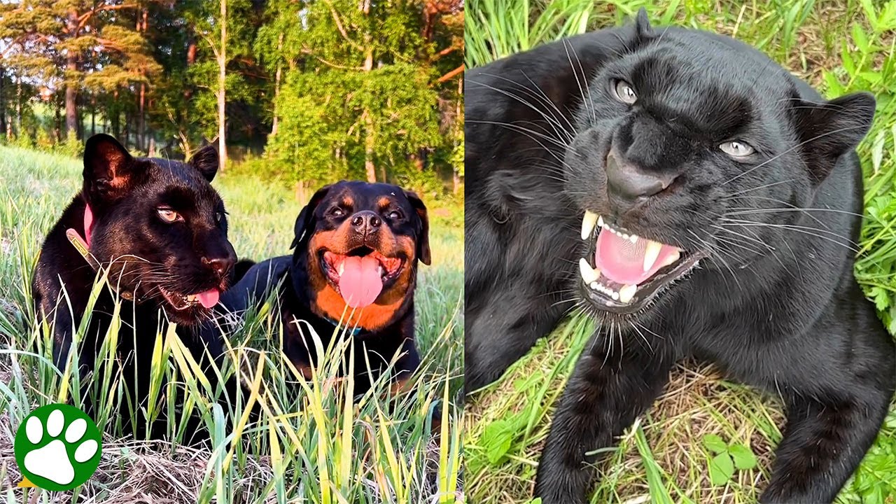 Pantera negra rescatada entabla una nunca imaginada amistad con un rottweiler