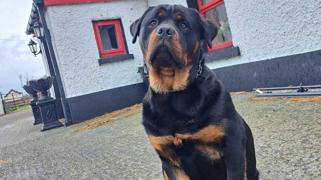 Rottweiler herding sheep into the Shepherdsmate Sheep Handling system. 