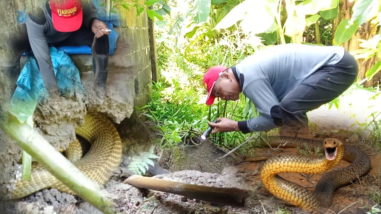 Cobra at rat snake sa bakuran ng bahay na madalang lang mapasyalan