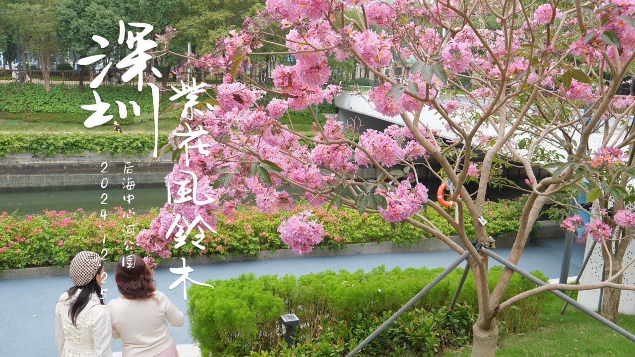 深圳灣 后海中心河公園 紫花風鈴木盛開 4K