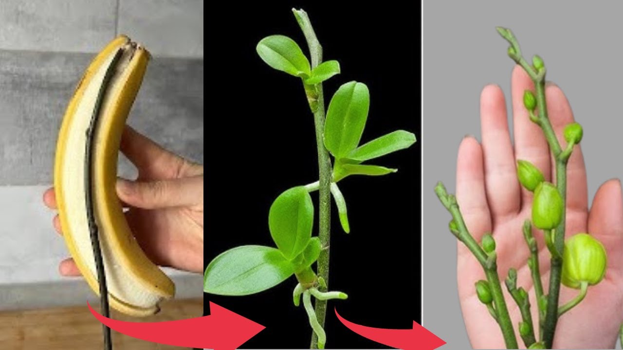 Do This to Make Your Orchid Branches with Fading Flowers Produce Plenty of New Flower Branches