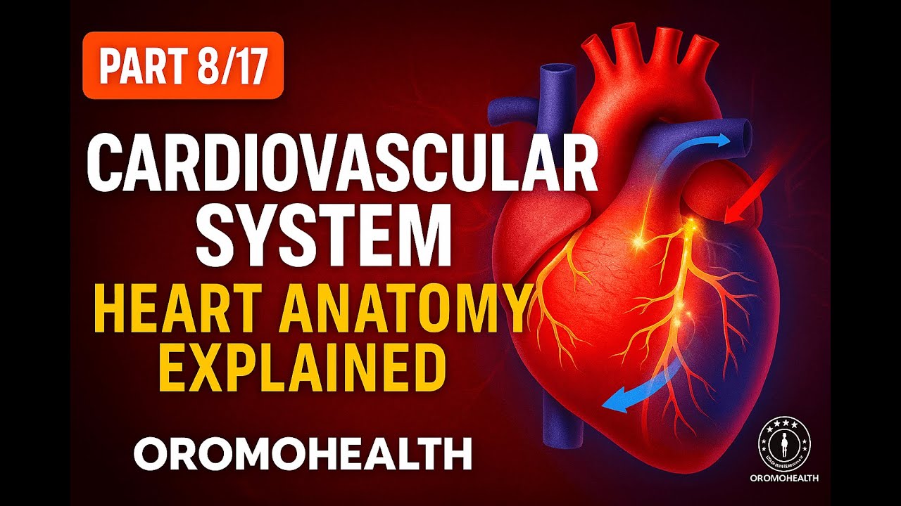 Cardiovascular System Explained in Afaan Oromo | Anatomy & Physiology Part 8 | @OROMOHEALTH