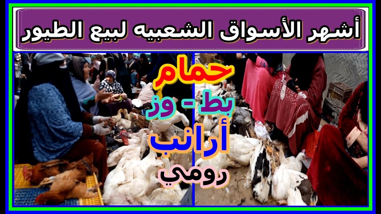 جوله في أكبر الأسواق الشعبيه لبيع الطيور بكل أنواعها في منطقه شعبيه