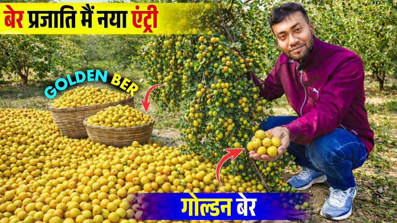 Golden Ber New Variety In India || गोल्डन बेर की खेती || গোল্ডেন কুল চাষ || Golden Jujube Farming ||