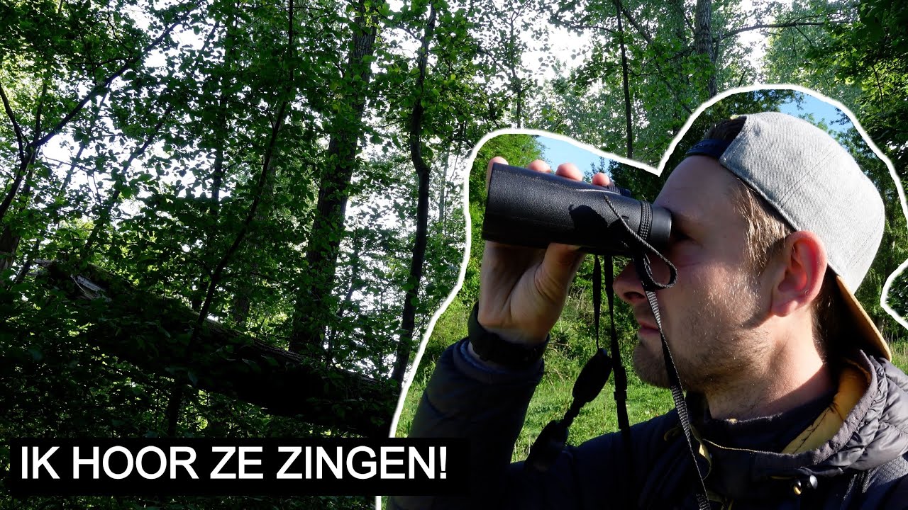 #261: Zingende Wielewalen in het Horsterwold 💛 | Sony A7 IV