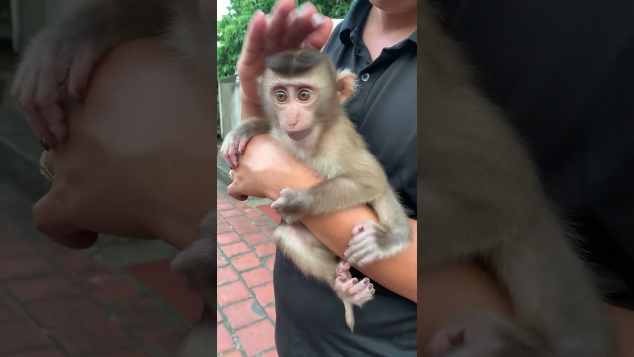 monkey hugging dad's arm