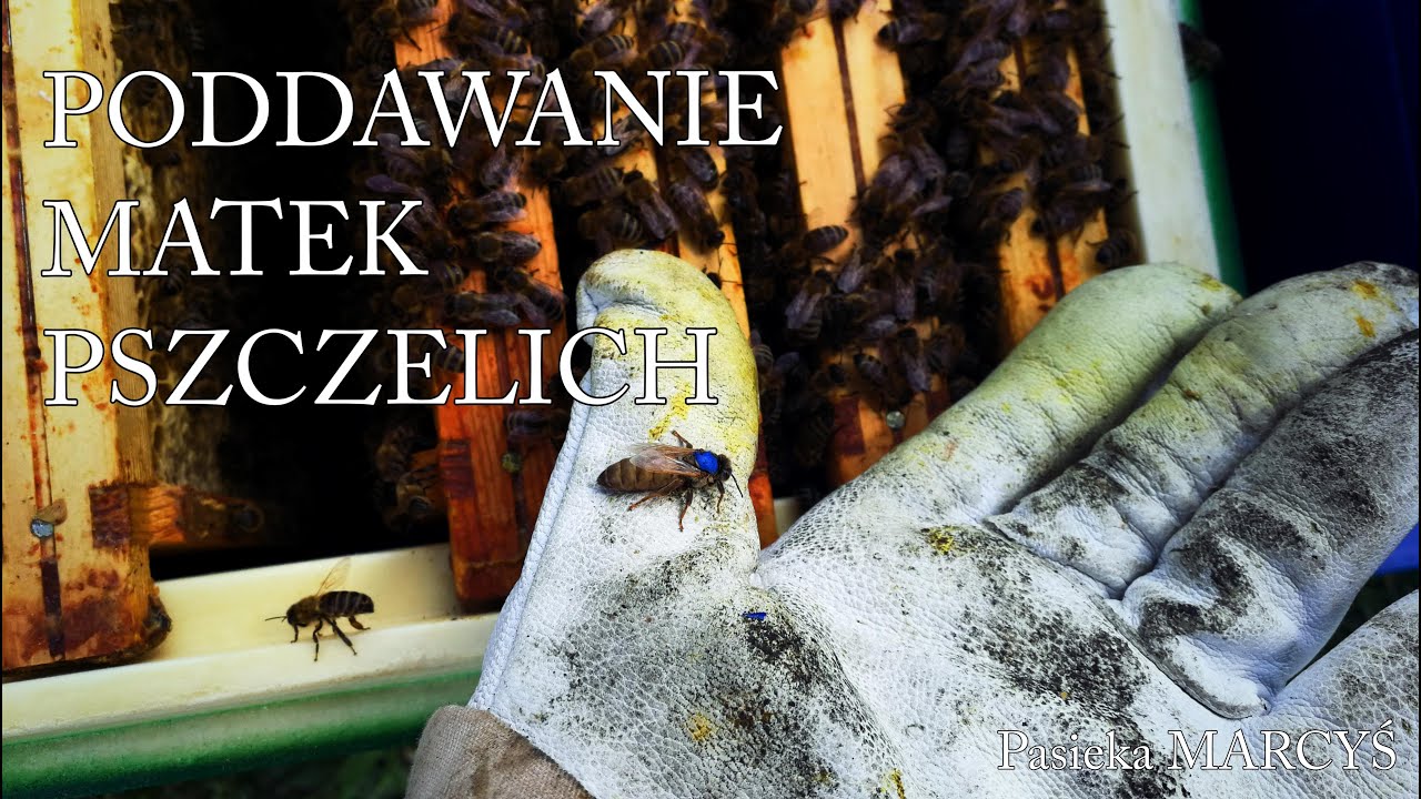 Poddawanie matki pszczelej.