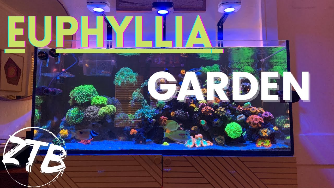 Euphyllia Garden- Torch corals, Hammer Corals, Fish jumps