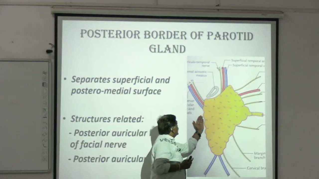 Lecture On Anatomy of the Parotid Gland: Structures, Nerves, and Clinical Significance | MBBS