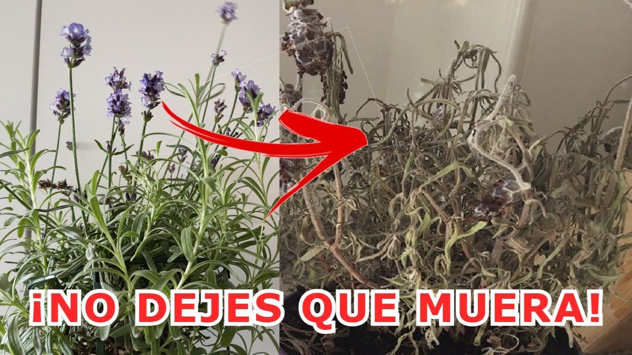 &iquest;Por qu&eacute; se seca y MUERE la LAVANDA? 7 ERRORES que se cometen al cultivar lavanda o espliego