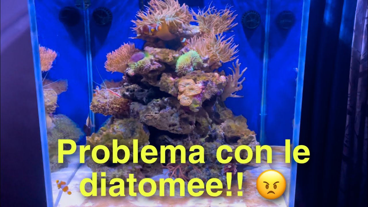 Acquario marino dedicato alle anemoni - problemi di diatomee