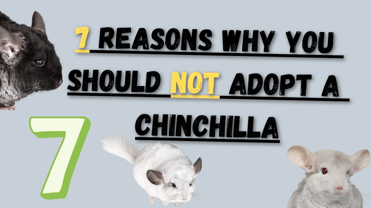 7 Reasons Why You Should Not Adopt A Chinchilla