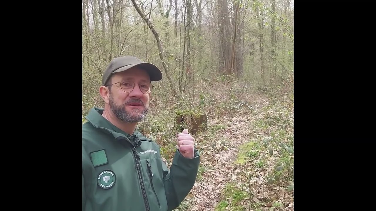 Des ouvertures de cloisonnement en forêt domaniale de Meudon : les forestiers vous expliquent tout