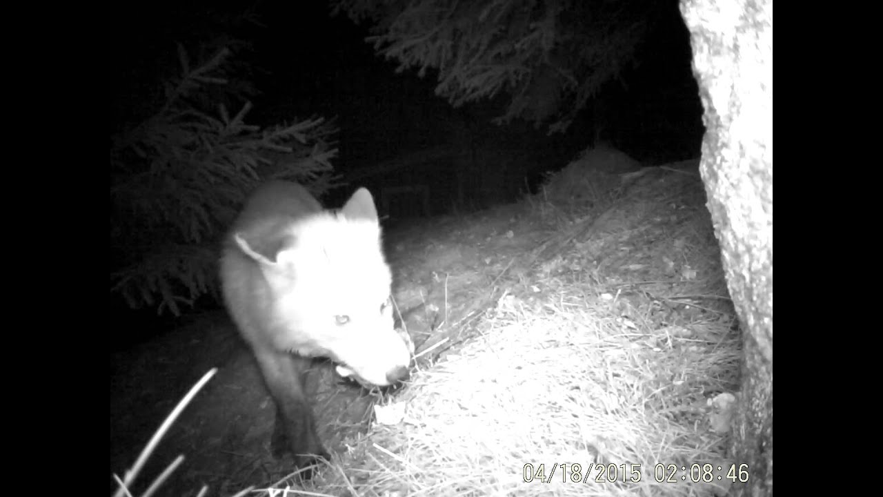 Trail cam Ltl Acorn 6310 WMG - Red Fox at night - Norway