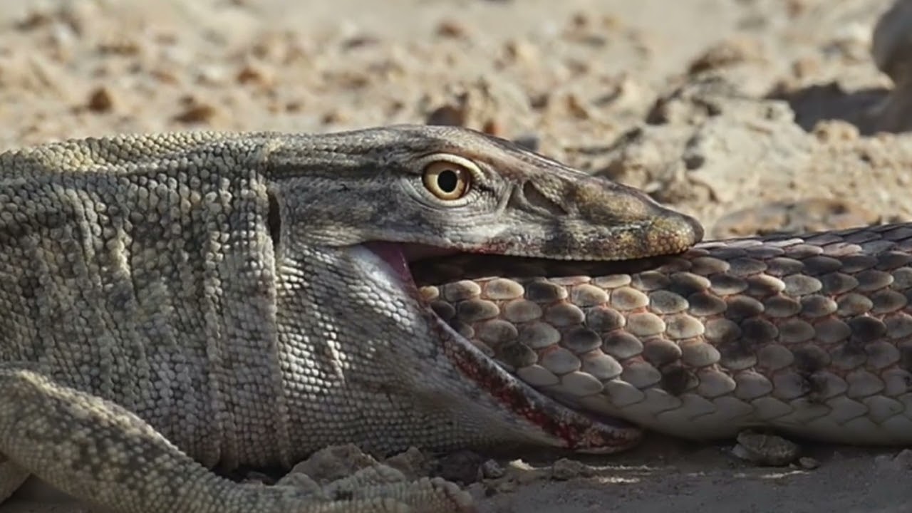 Arabian Lizards