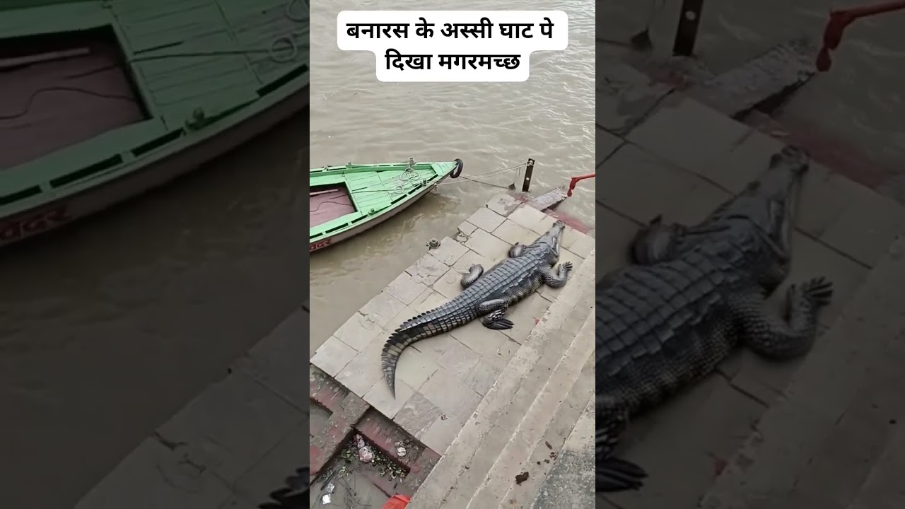 Banaras ke assi Ghat par dikha magarmachh