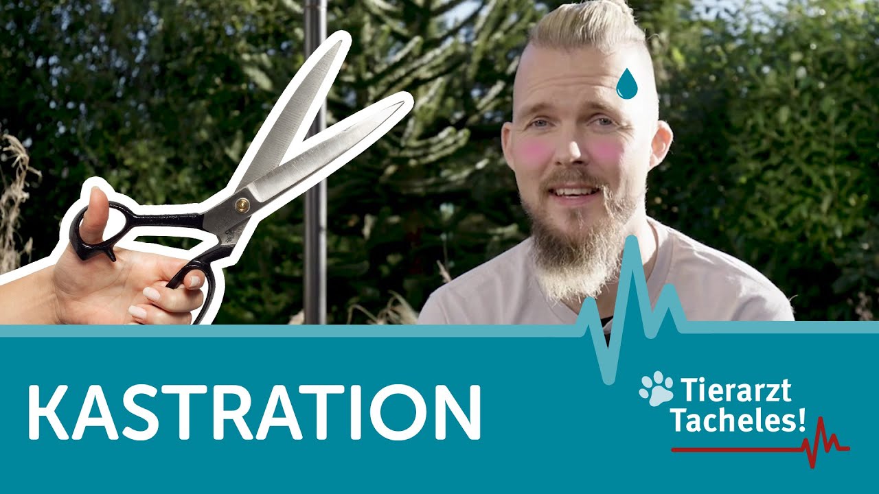 Kastration bei Hunden und Katzen | Tierarzt Tacheles mit Sebastian Goßmann-Jonigkeit | ZooRoyal