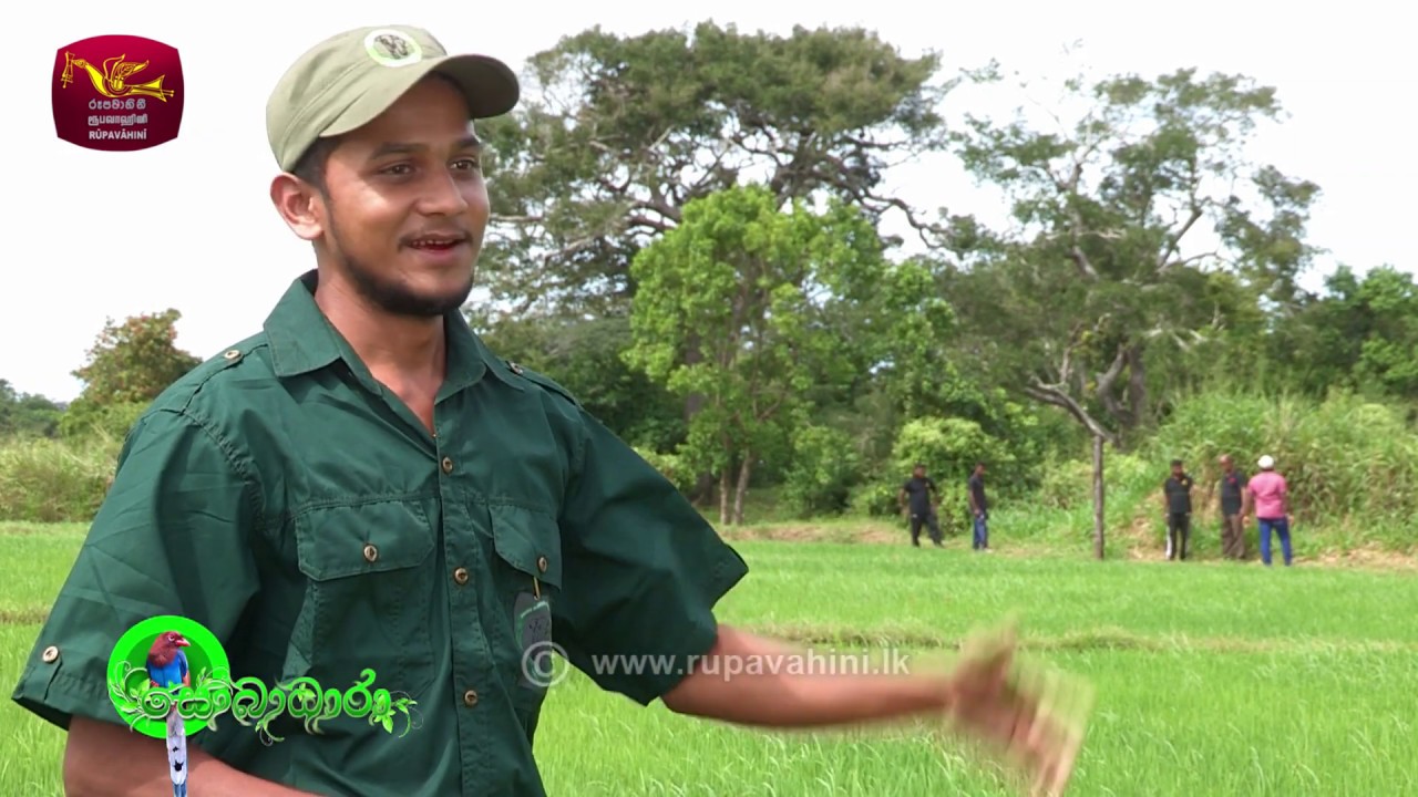 Sobadhara - සොබාධාරා  | Season 2 | Episode - 48 | 2018-12-14 | Rupavahini Documentary