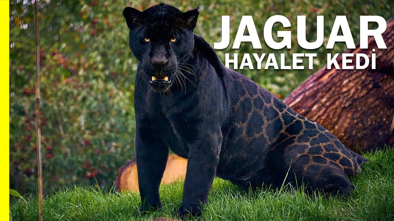 Jaguar: Hayalet Kedi | Ormanın Gerçek Kralı