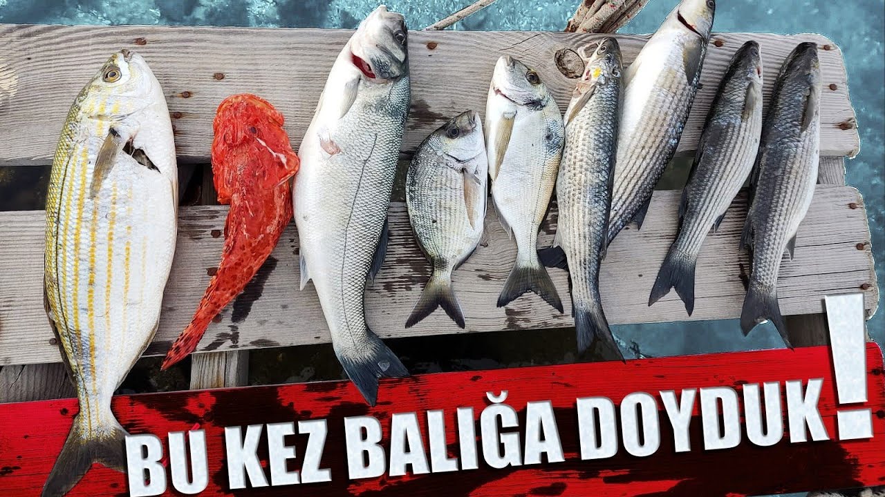 Zıpkınla balık avı İzmir | balığa doyduk