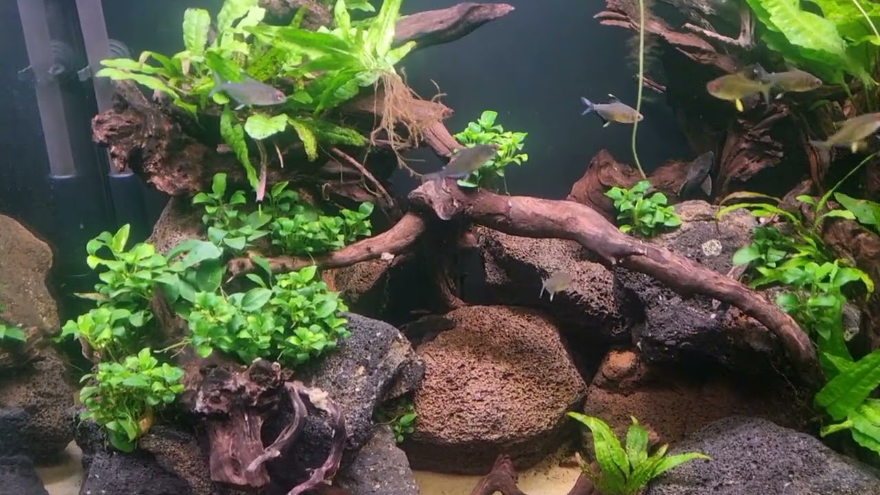 Lemon tetra