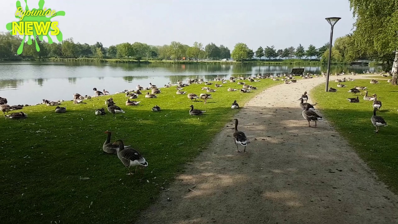 Gæs i Haderslev - Pestilens eller pisse fede?