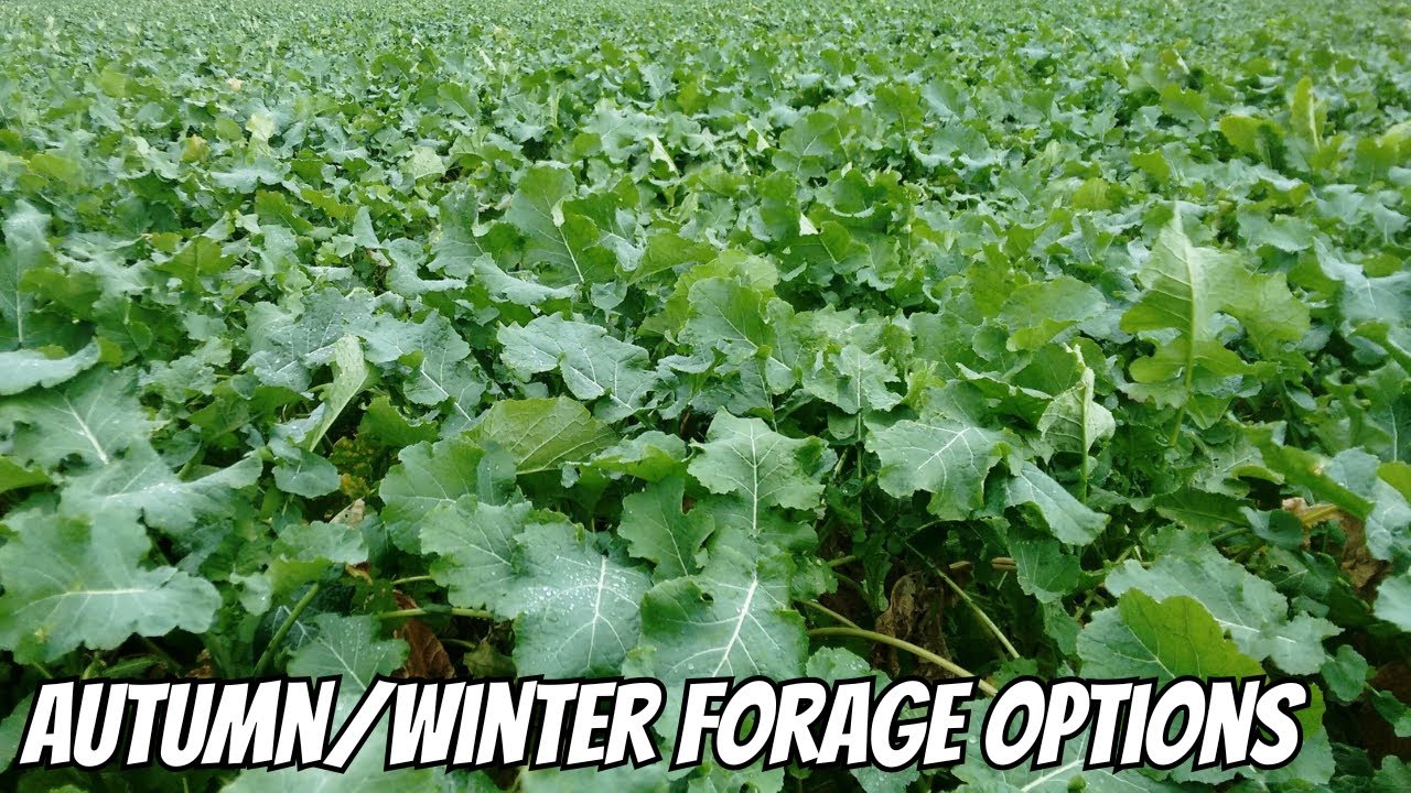 AUTUMN/WINTER FORAGE OPTIONS