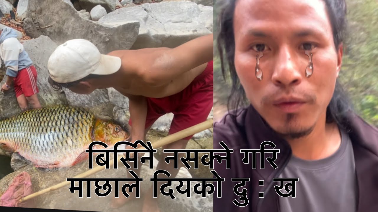 gaaumaa maahha maarna jadako ek jhalak🐟ghar pharkine bela lastai gaaro vayo🥹