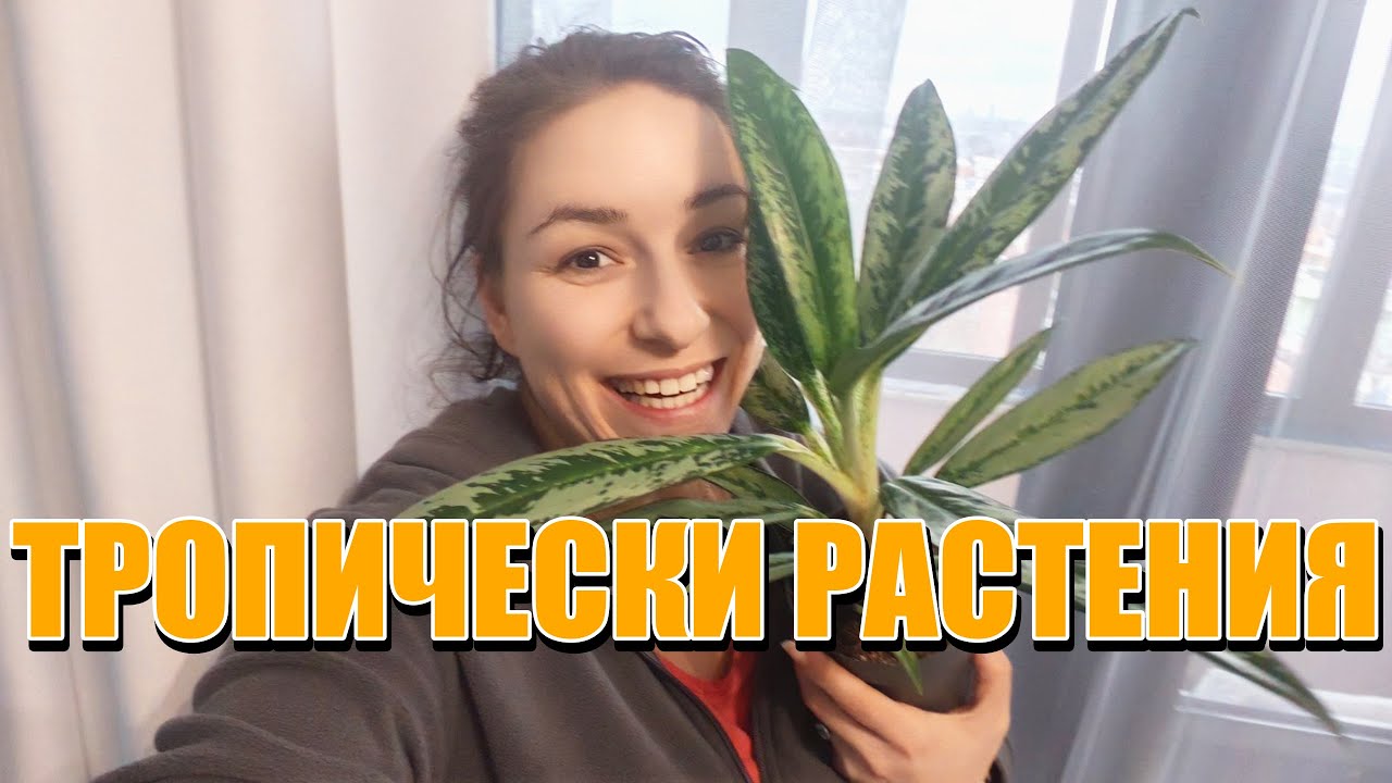 Philodendron | Dracena | Aglaonema | Какви цветя си купих? НОВО ХОБИ.