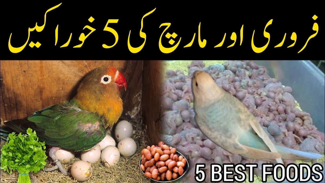 5 Best Foods for Birds in February & March | Boost Breeding & Health | Mujeeb Birds Breeding