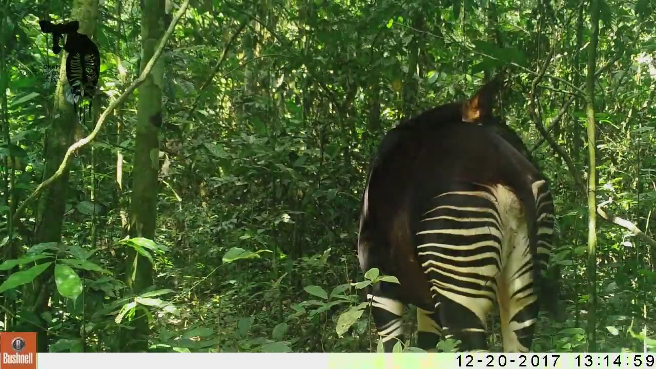 Okapi startled by Noise