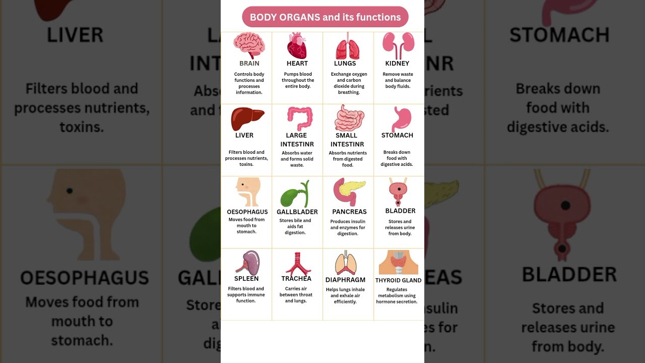 Body organs and their functions| #bodyparts #english #generalknowledge