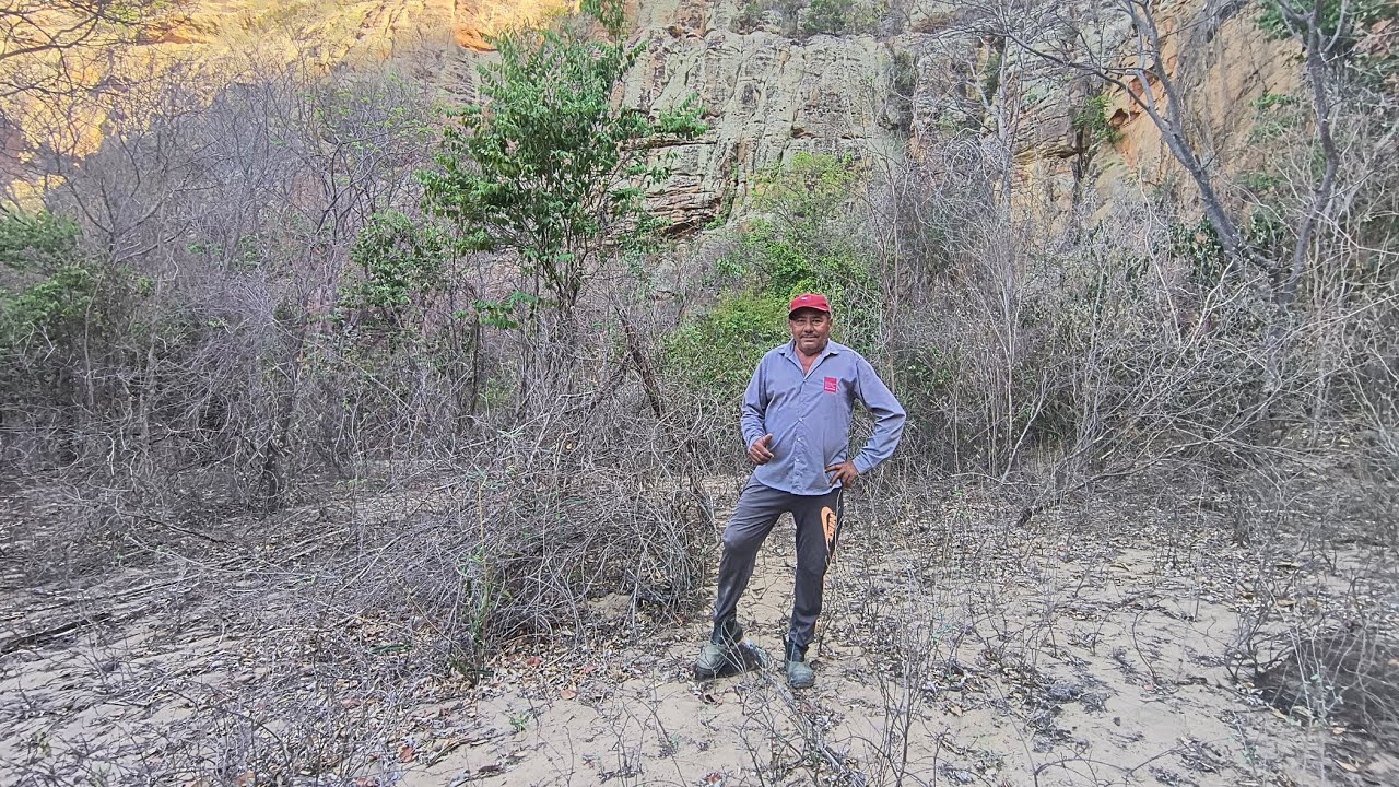 Mostrando as árvores típicas do sertão 🌵