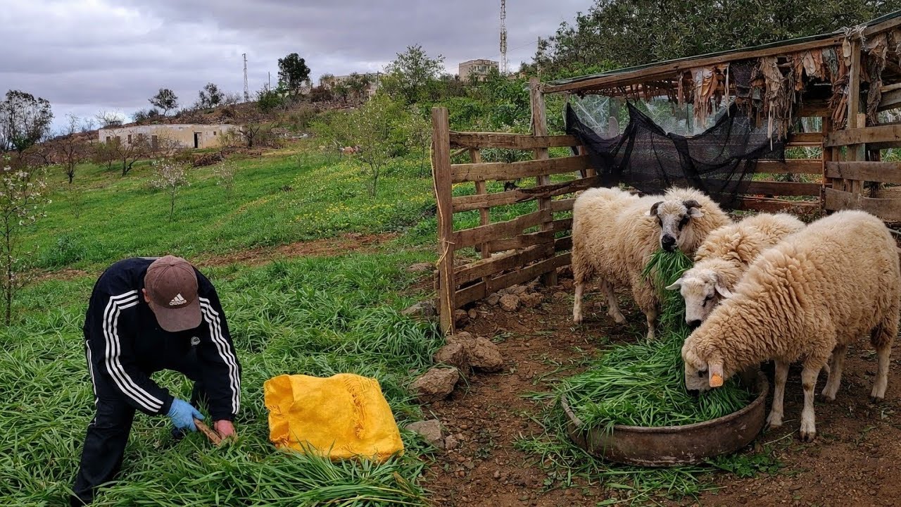 ليوم نشارك معكوم روتين في البادية في رمضان بعد أمطار الخير أجواء رائعة.🌿🌿🐑
