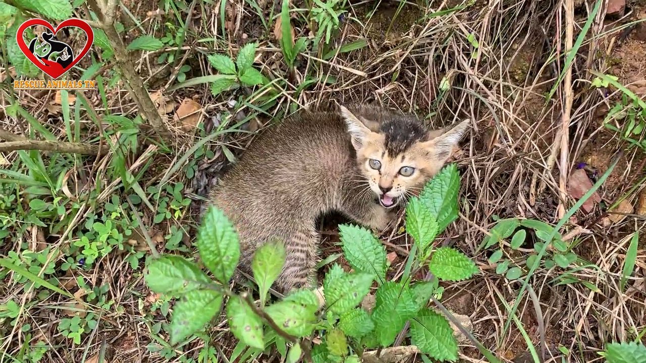 😿 Kitten Waiting For Someone To Save It, Rescued Street Kitten Lost Mother Emotionally