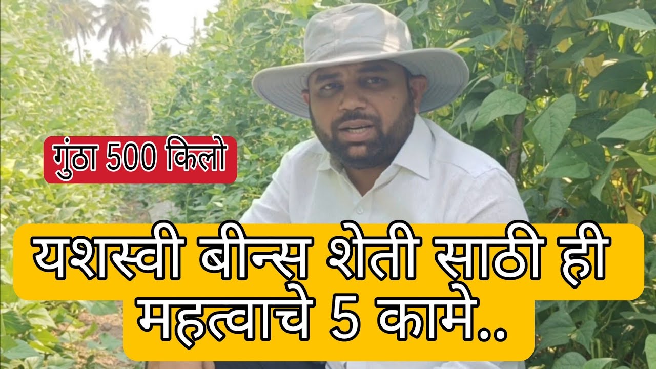 यशस्वी बीन्स शेती साठी ही महत्वाचे 5 कामे | #रोहित_बोरगावे #beans #borgave_techonology #बोरगावे