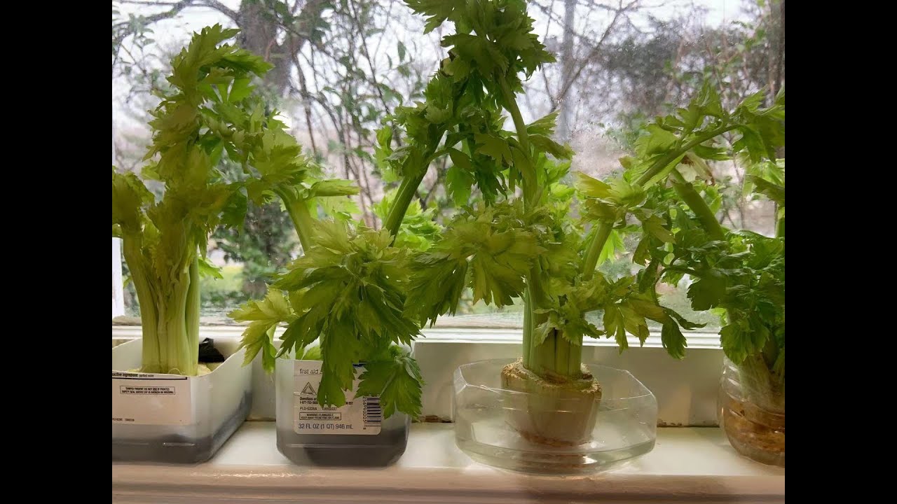 西芹再生；无需种子时令蔬菜，自然再生全过程，看就能培养出来喜欢蔬菜。