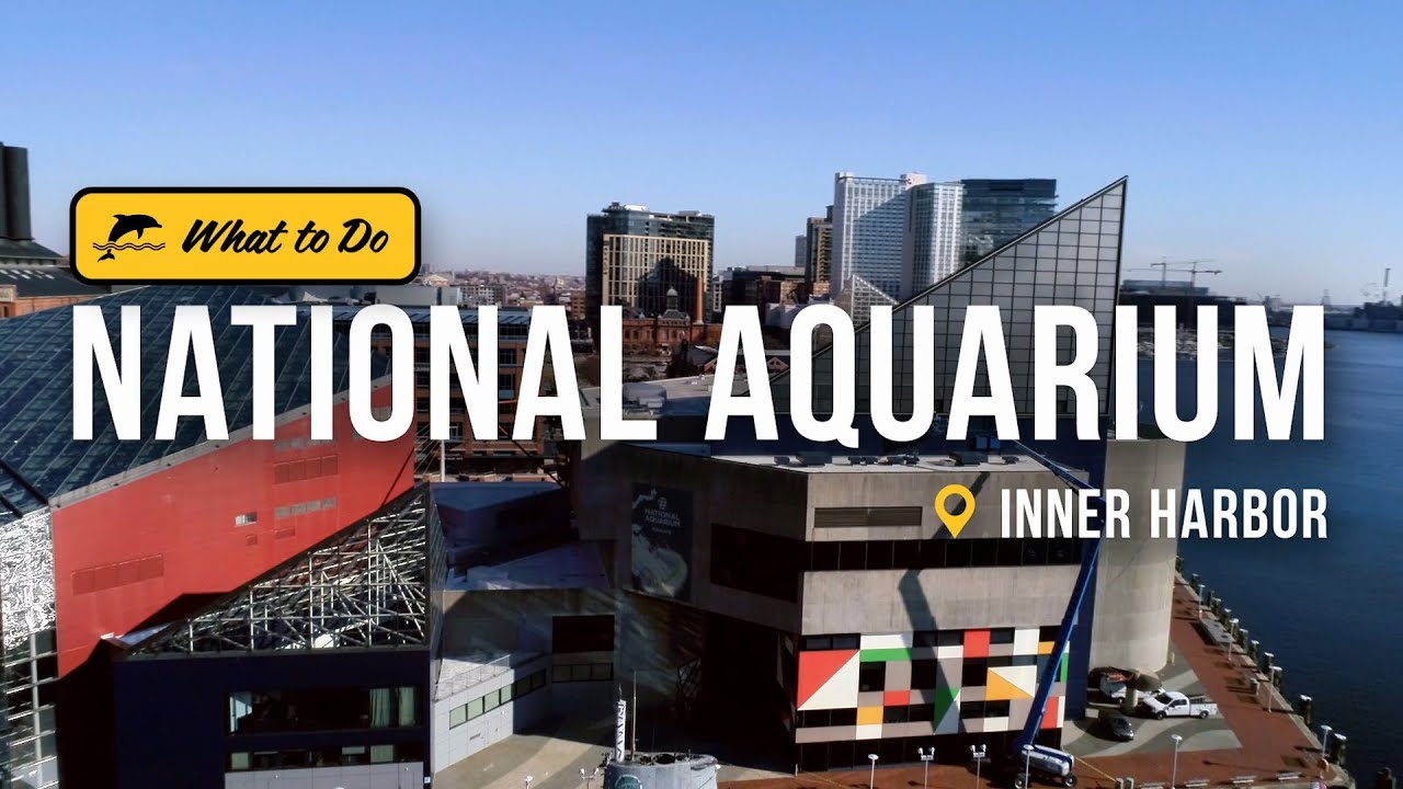 A Magical Day at the National Aquarium with Dolphins, Sharks, and Jellyfish | Get Out of Town