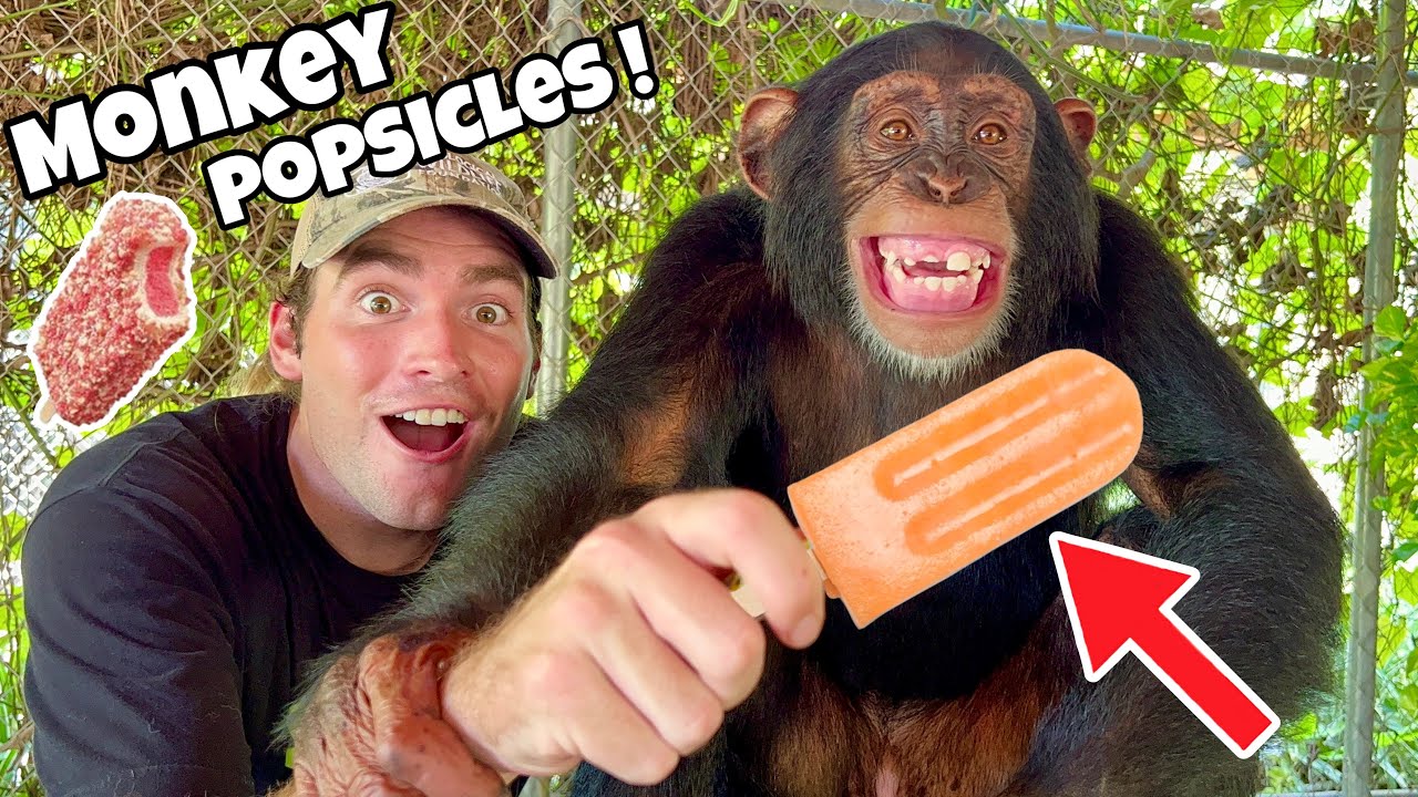 MAKING POPSICLES FOR BABY CHIMPANZEE ! WHAT HAPPENS ?!